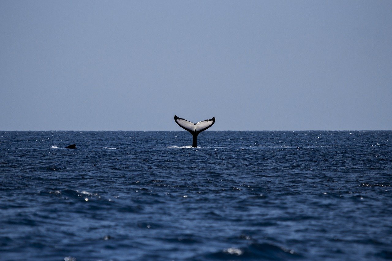 Caccia alle balene vietata in Islanda dal 2024
