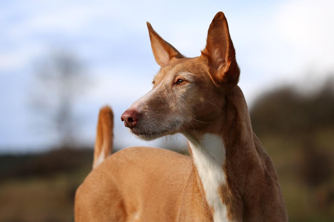 Cane abbandonato in strada con due zampe rotte