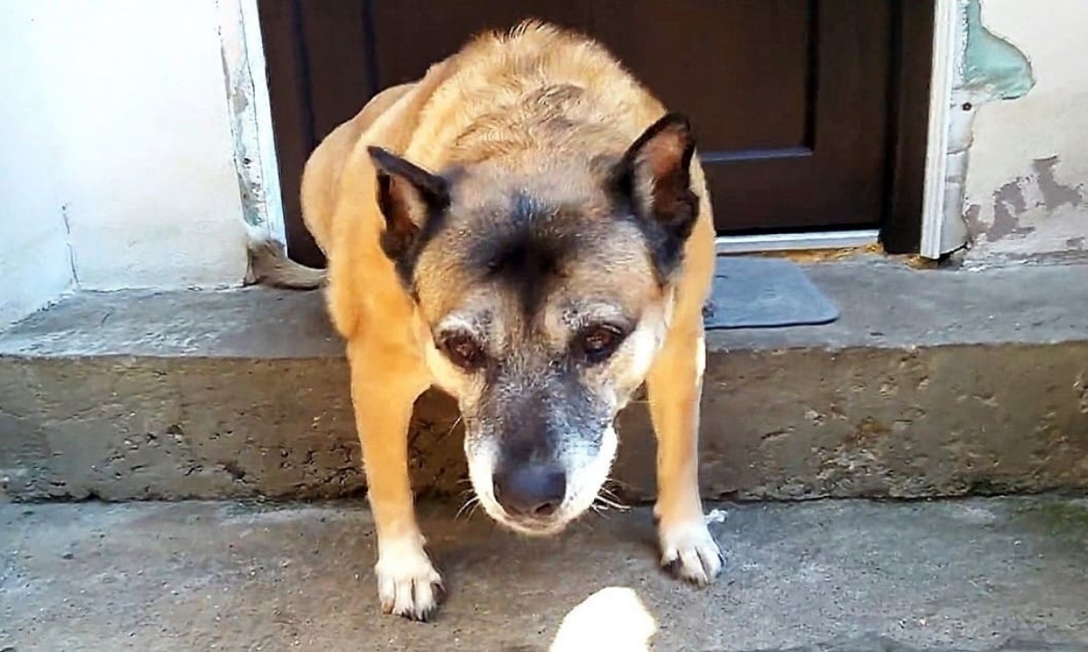 la storia di un cane anziano 