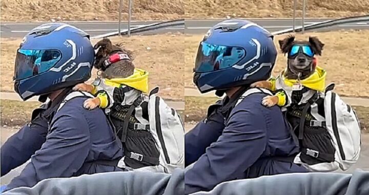 Cane con gli occhiali in moto