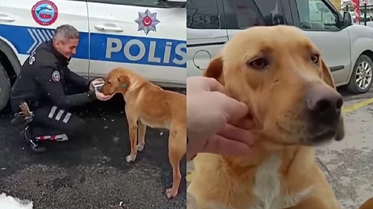 Cane segue l'auto della polizia