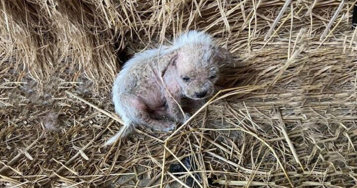 Cuccioli trascurati e malati salvati