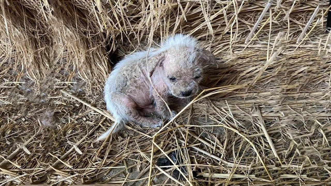 Cuccioli trascurati e malati salvati