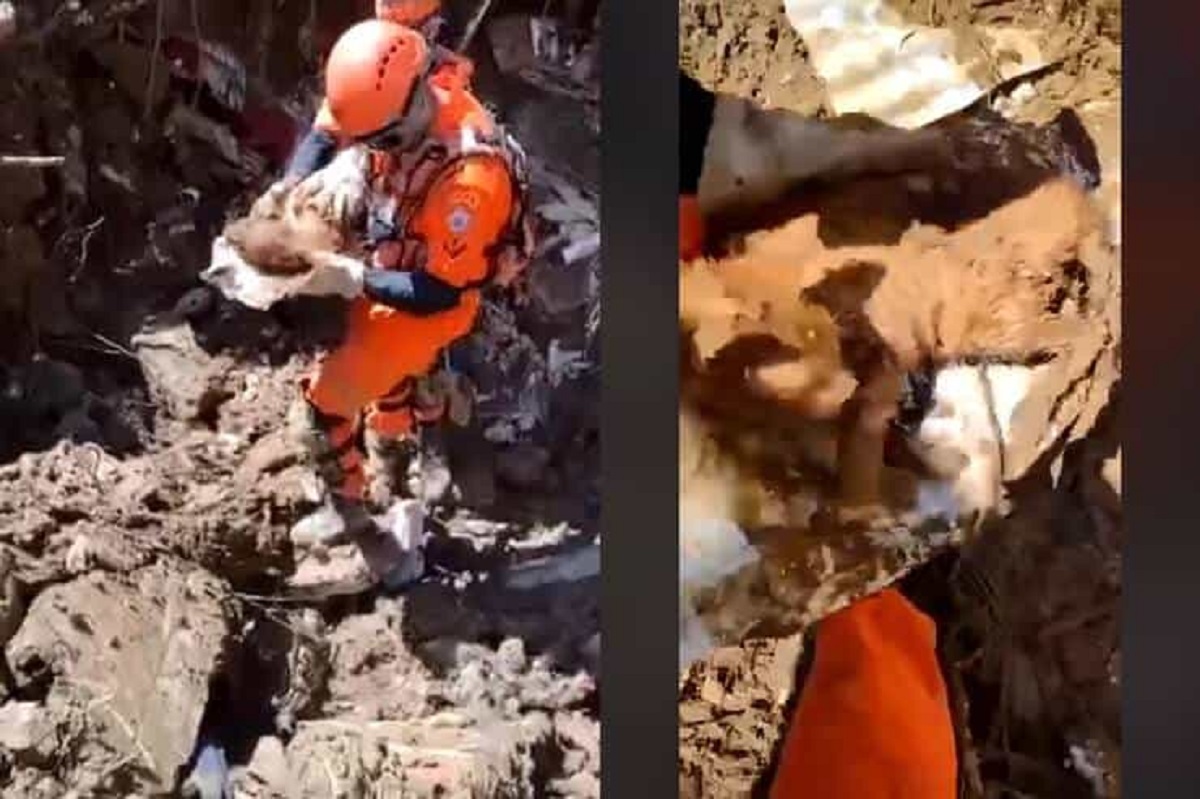 Cat extracted alive from the rubble