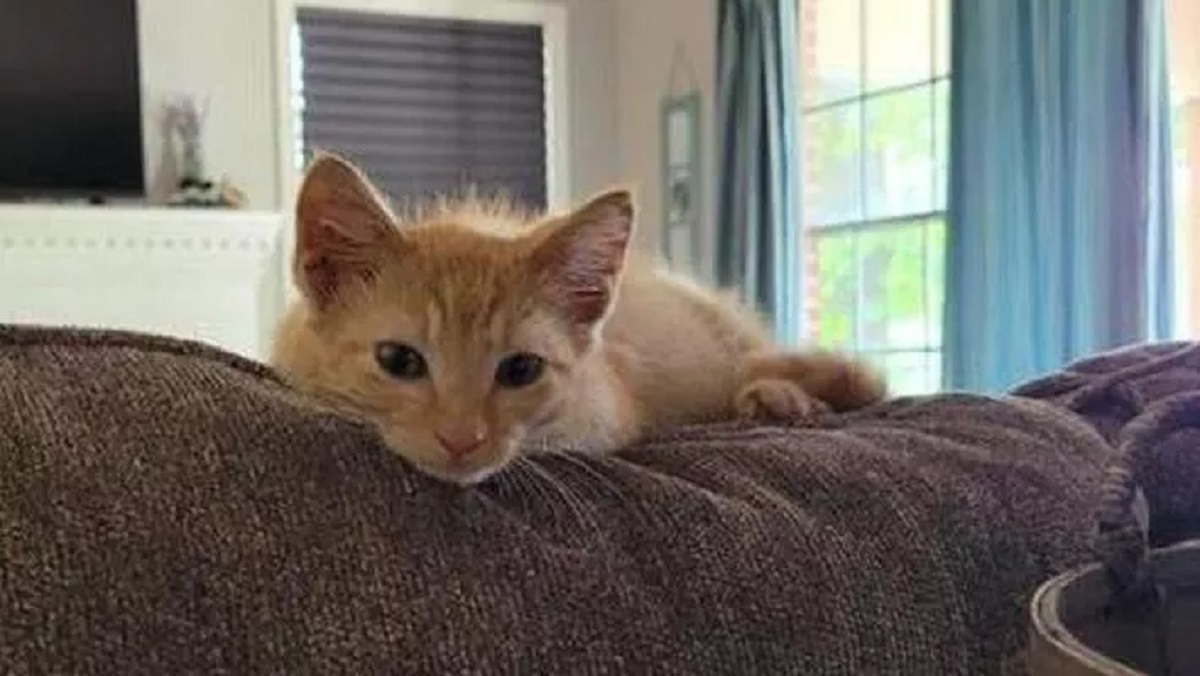 Cat trapped on the tree