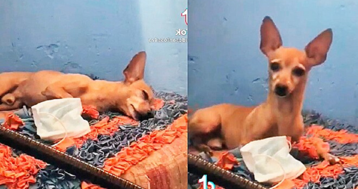 Gatto ruba il cibo al Pinscher