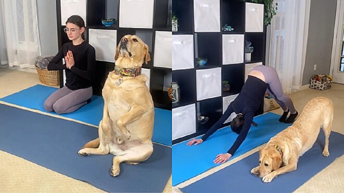 Labrador conosce 6 posizioni Yoga