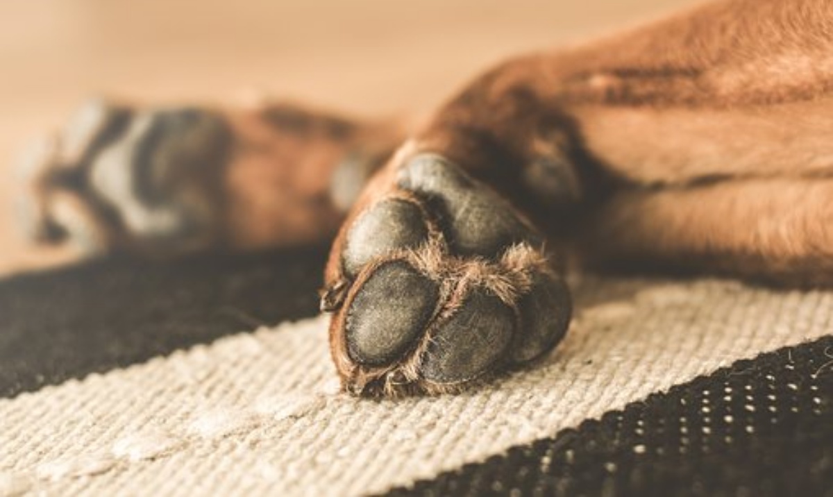 Uccide il cane tentando di darsi fuoco, dopo una condanna di un anno fa il dog sitter