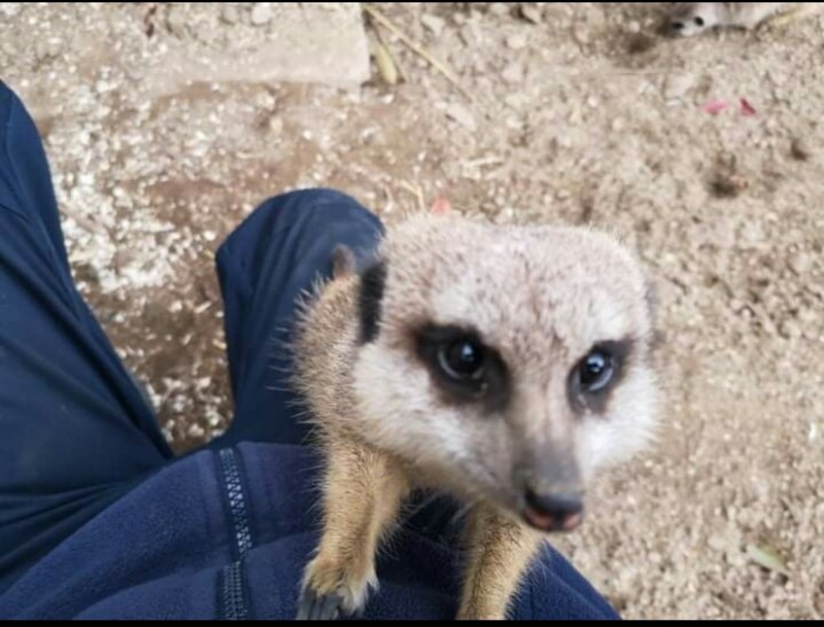 meerkats help an electrician