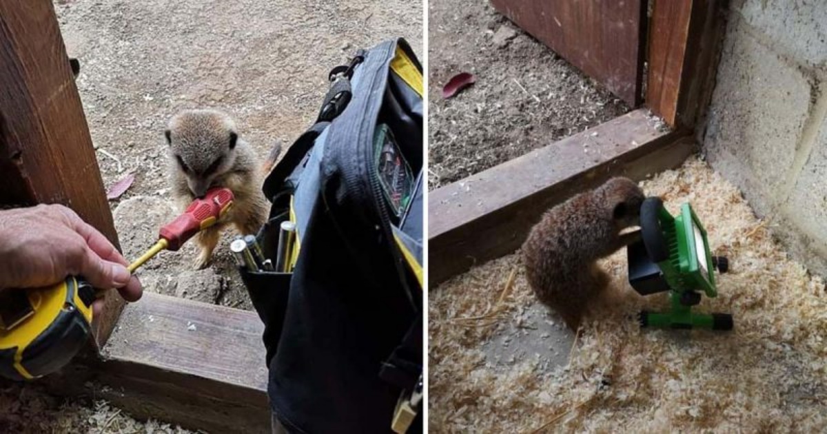 meerkats help an electrician