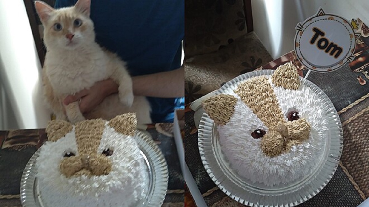 Torta per il gatto che festeggia il compleanno