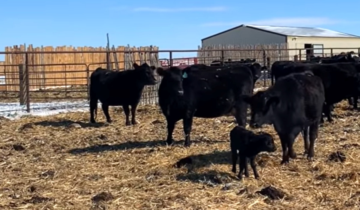 saving a calf