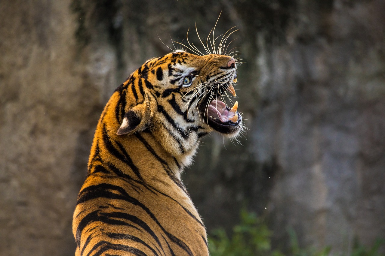 tigers at the zoo