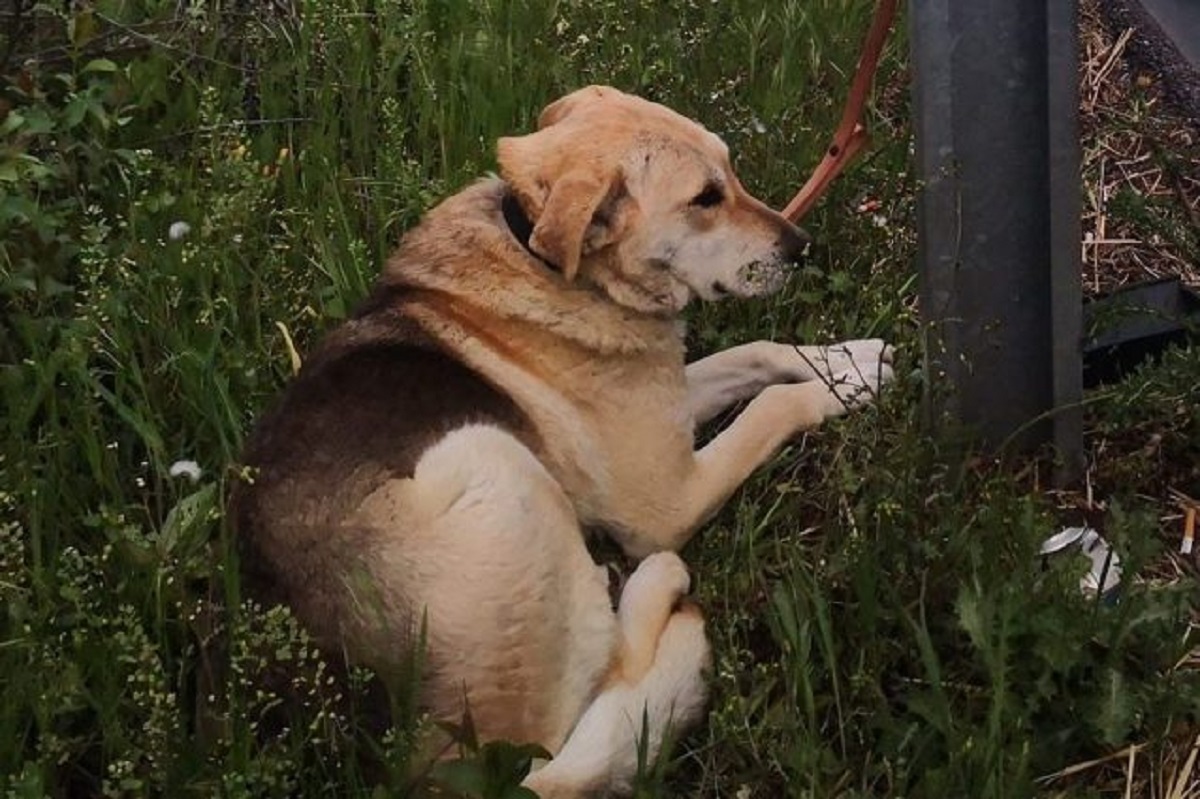 Cane abbandonato sulla tangenziale Est di Campobasso