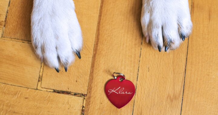 Medaglietta per cane personalizzata