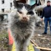Murchyk gatto sopravvissuto alle bombe in Ucraina