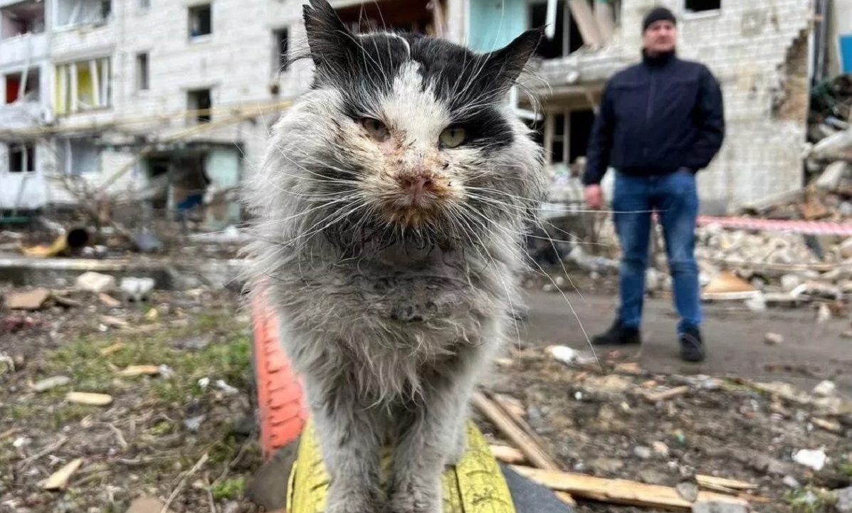 Murchyk gatto sopravvissuto alle bombe in Ucraina