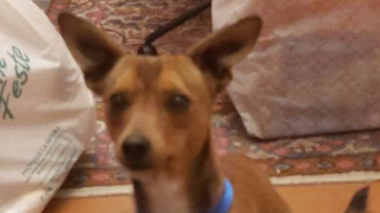 Pinscher ucciso da un altro cane a San Piero a Sieve