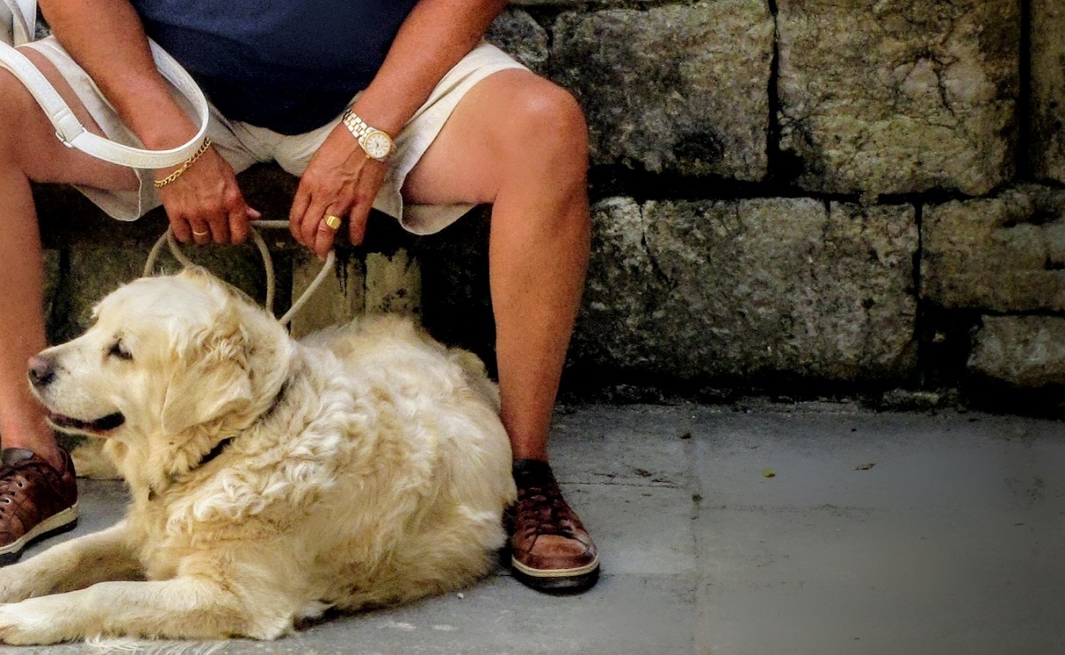 Anziano si prende cura dei cani del vicino