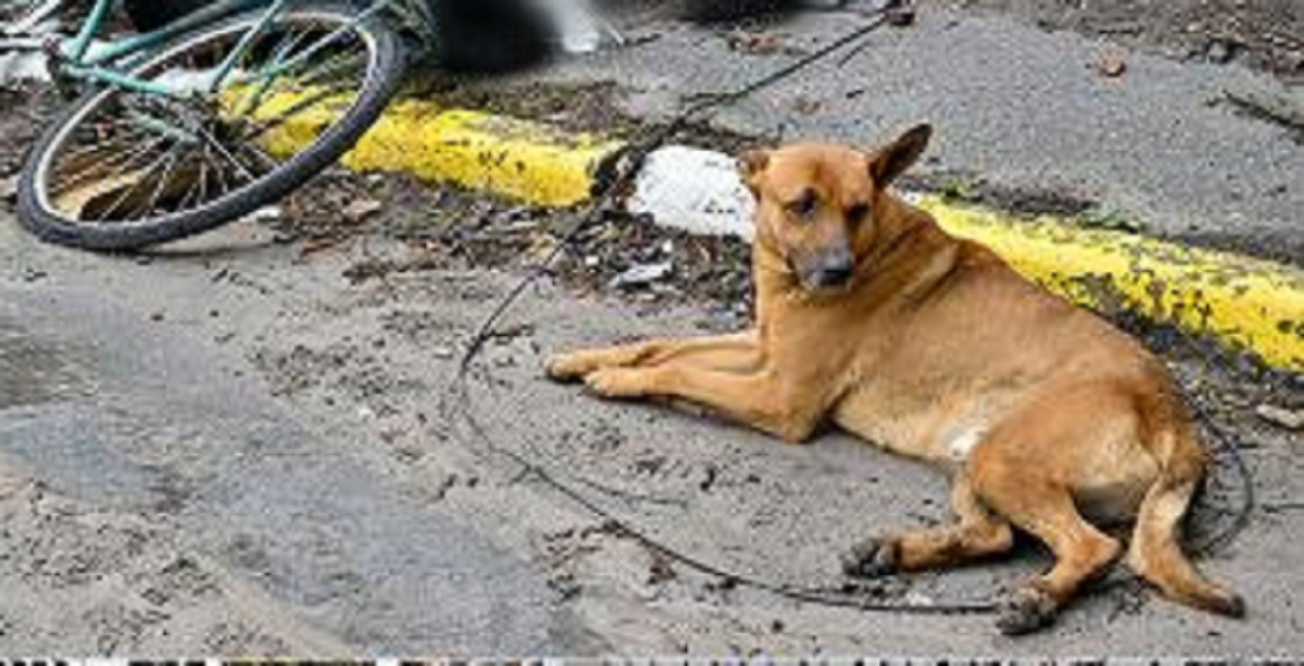 Cane veglia il corpo di un uomo ucciso a Bucha