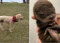 Cane con tre zampe e il cancro salva una lontra