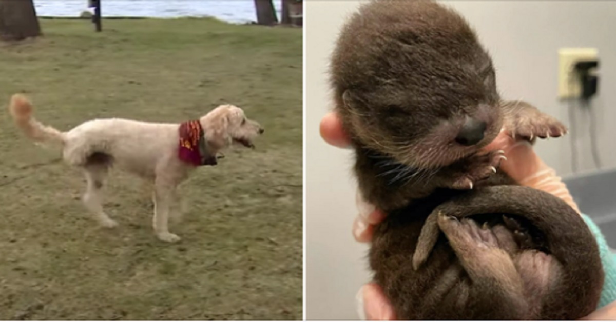 Cane con tre zampe e il cancro salva una lontra