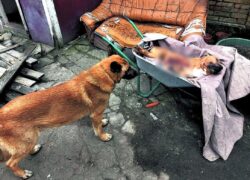Cane in Ucraina torna nel cortile di Bucha