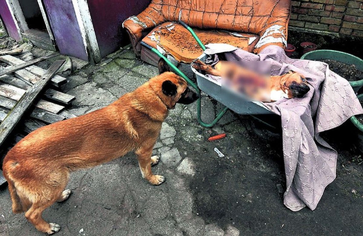 Cane in Ucraina torna nel cortile di Bucha