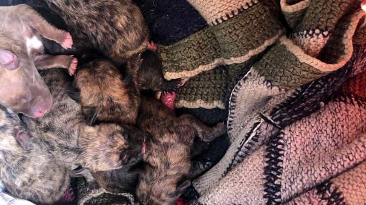 cuccioli appena nati abbandonati in un borsone a Genova