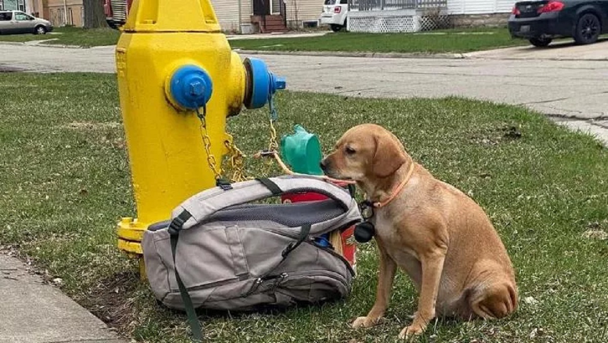 Cane abbandonato con i giochi e una lettera