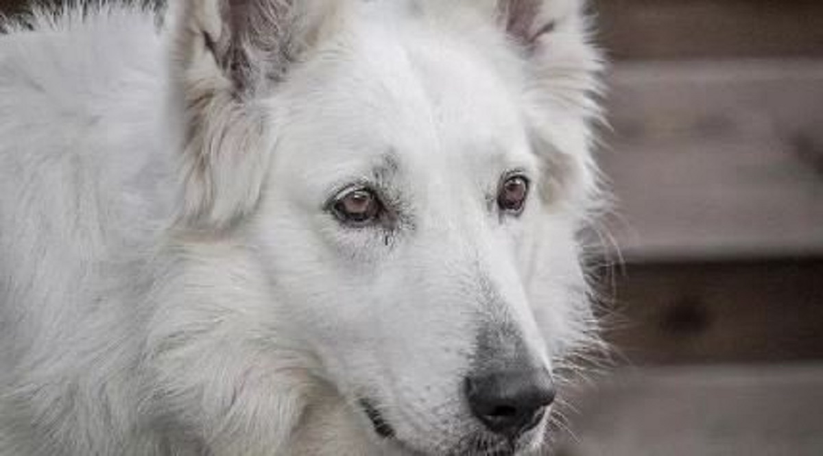 Cane adottato dopo anni di sofferenza