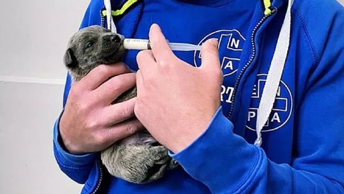 Cuccioli di cane abbandonati nella spazzatura a Foggia