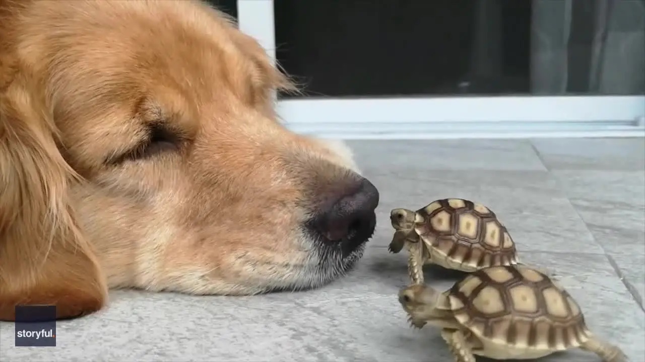 Golden Retriever e tartaruga