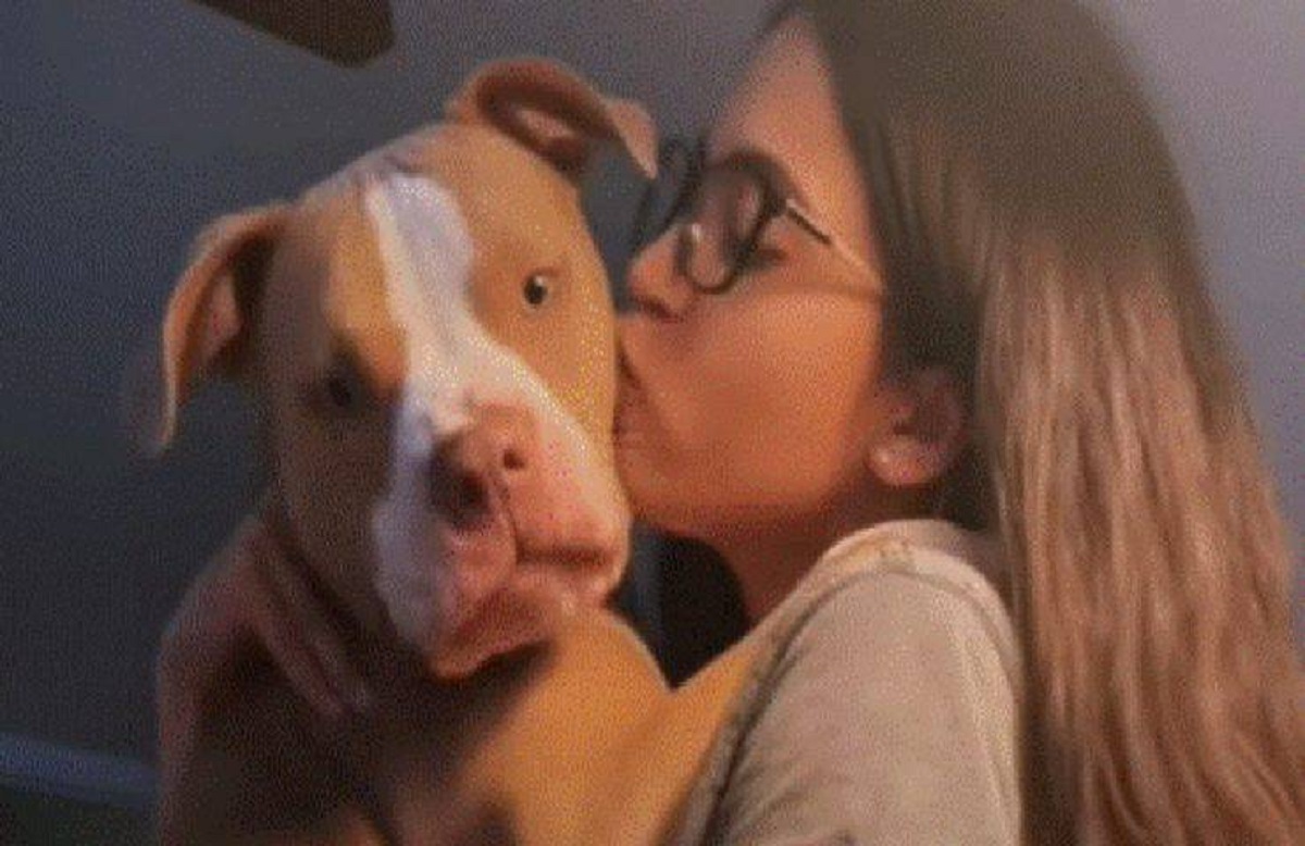 Padrone di casa discrimina il suo Pitbull