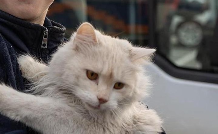 gatto ucraino bianco
