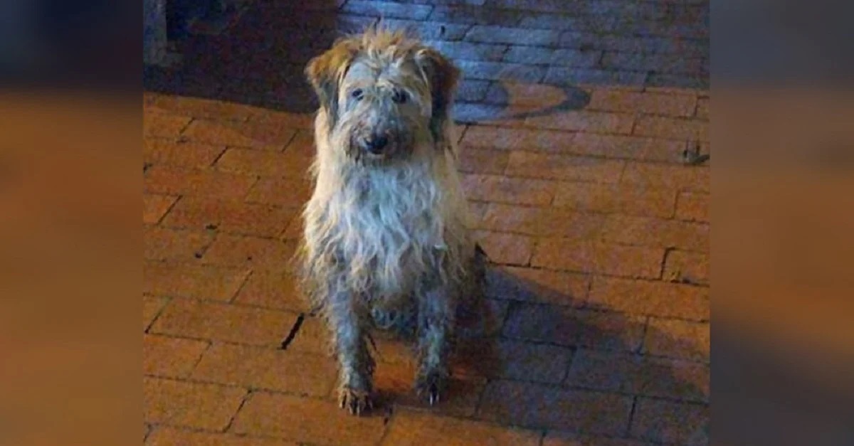 Cagnolina abbandonata sotto la pioggia