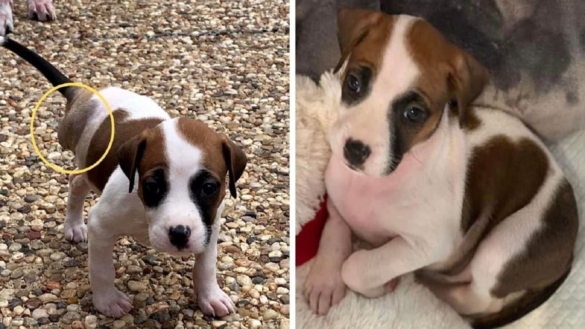 Cagnolina senza una zampa sopravvissuta