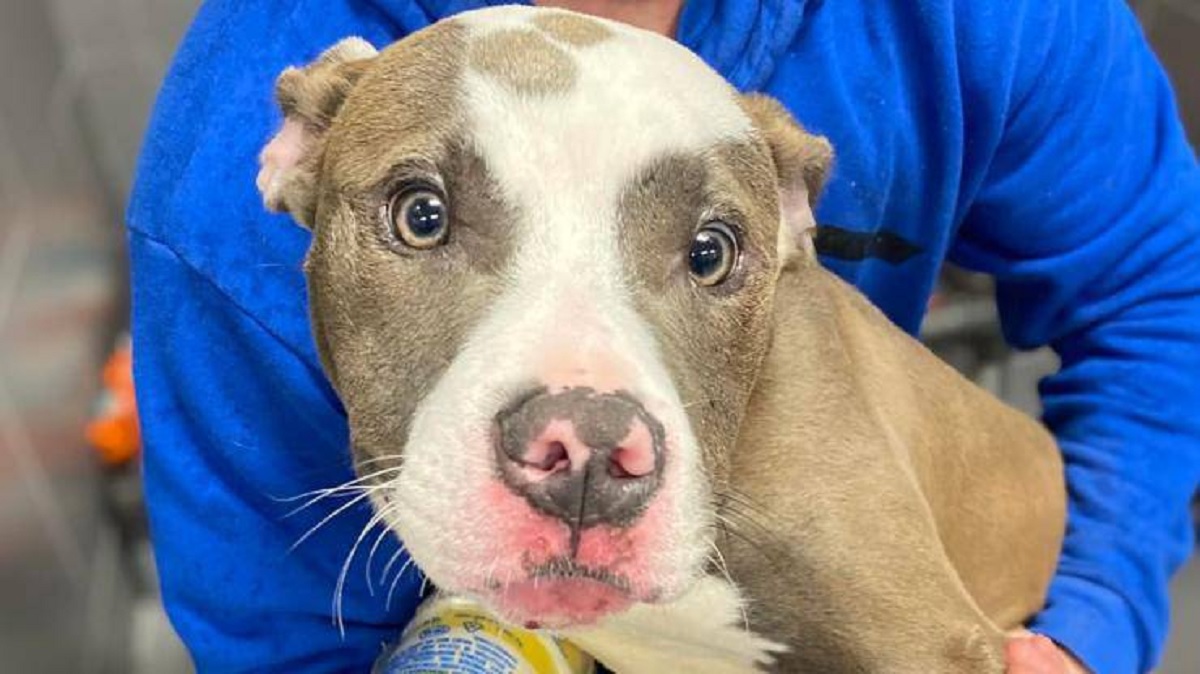 Dog abandoned in the river in a cage