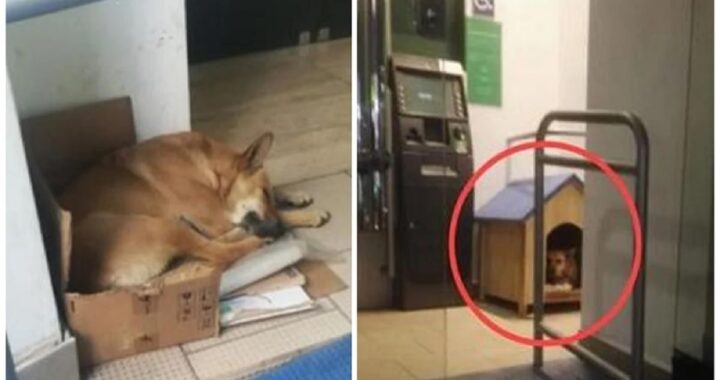 Cane abbandonato si rifugia in banca