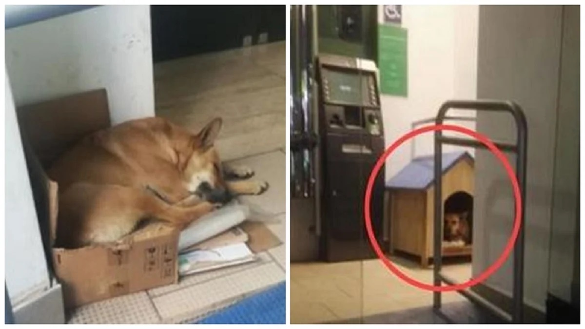Cane abbandonato si rifugia in banca