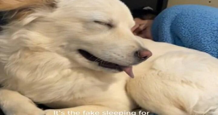 Cane fa finta di dormire per non essere sgridato