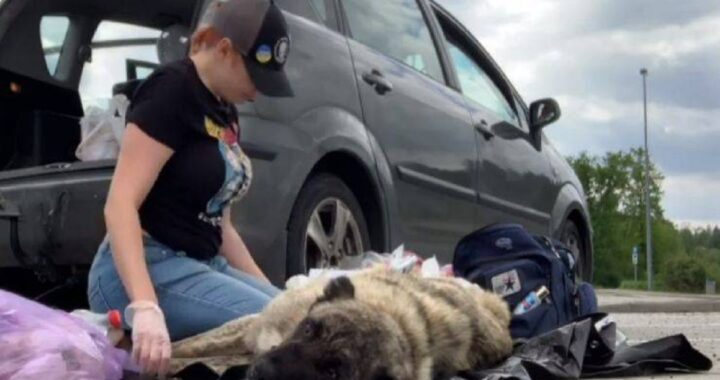 Cane paraplegico abbandonato in strada in Ucraina
