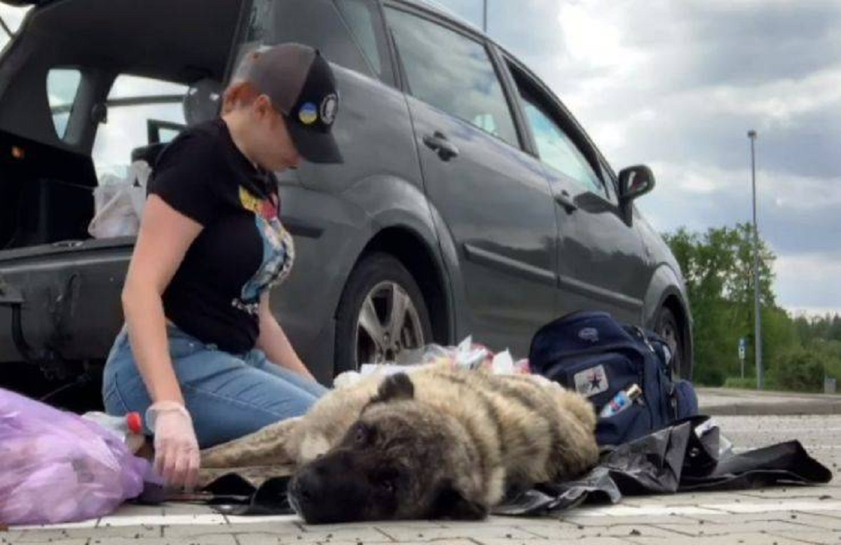 Cane paraplegico abbandonato in strada in Ucraina