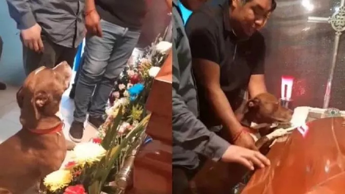 Dog greets dead grandmother