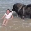 Cane salva ragazzina mentre gioca in acqua
