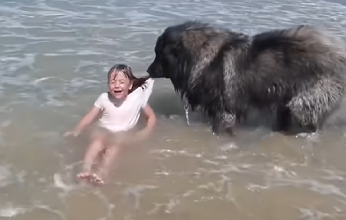 Dog saves girl while playing in the water