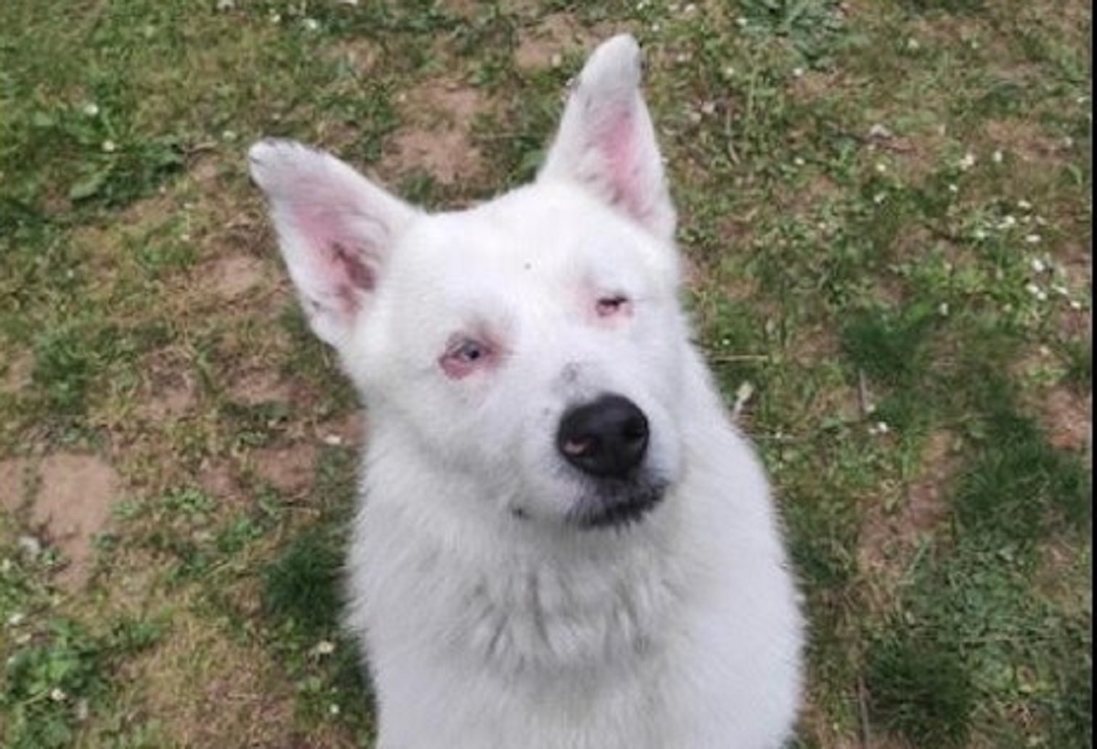 Cane vissuto a catena costretto a mangiare pietre