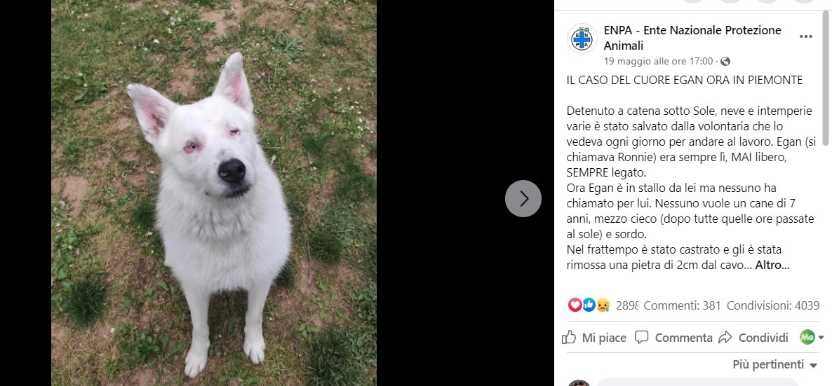 cane ipovedente e ipoacustico