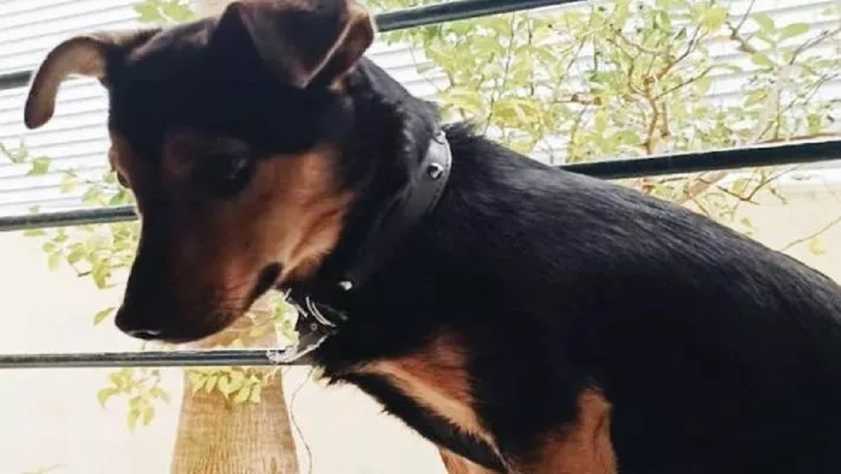 Cane prigioniero in un aeroporto in Argentina