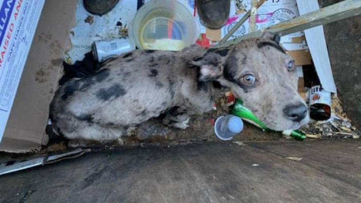 Cuccioli gettati in un cassonetto della spazzatura